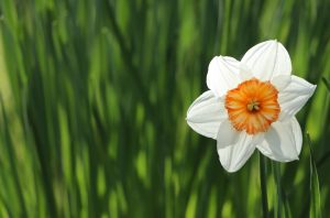 Taller de flores de Bach