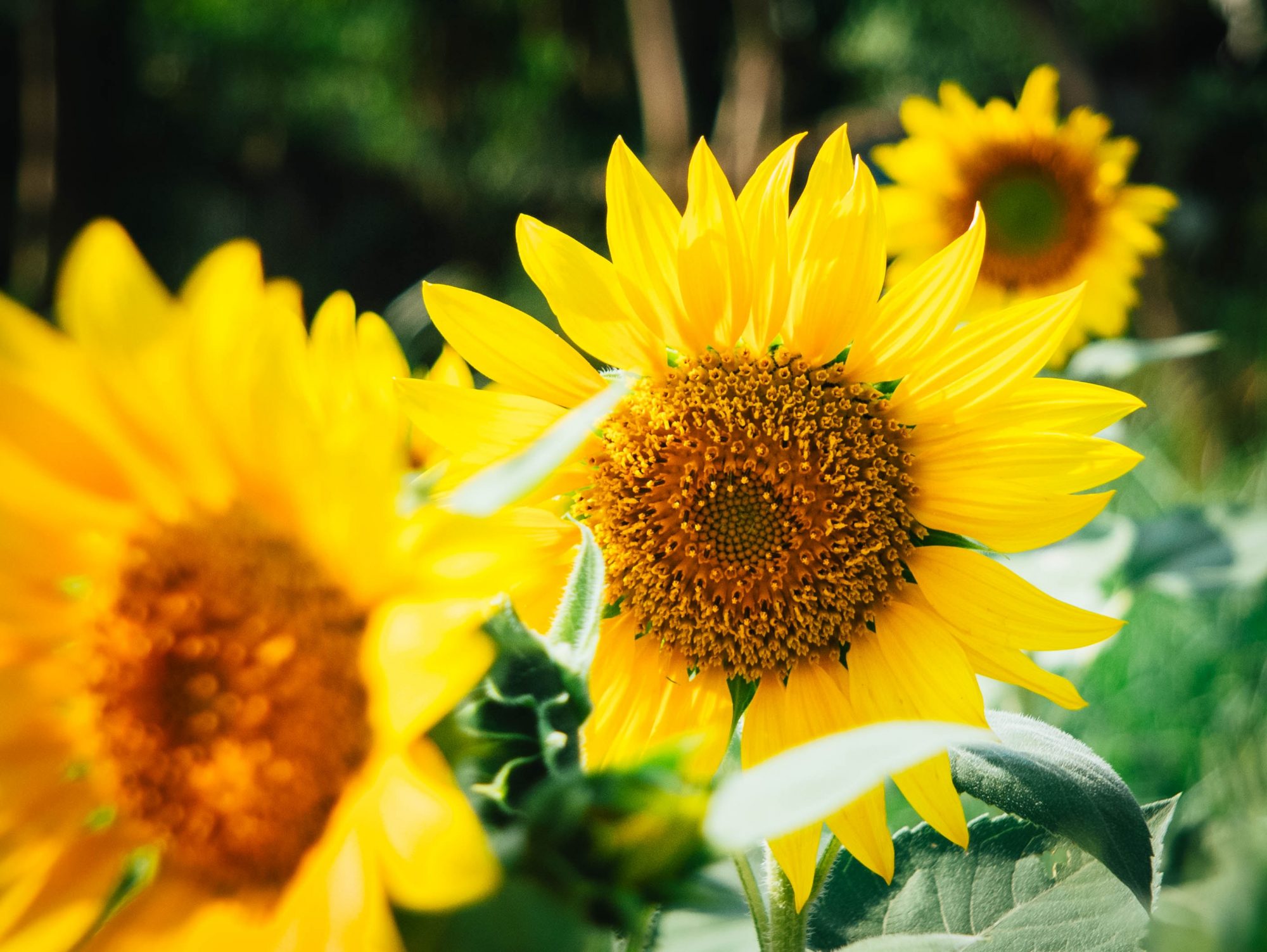 Taller de flores de Bach