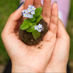 Taller de flores de Bach